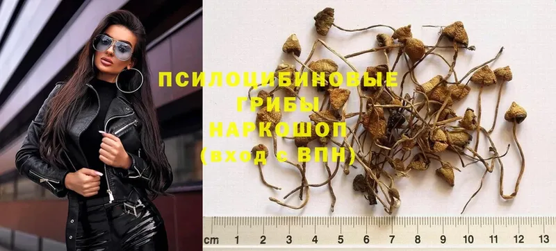 закладка  Голицыно  Галлюциногенные грибы Psilocybe 